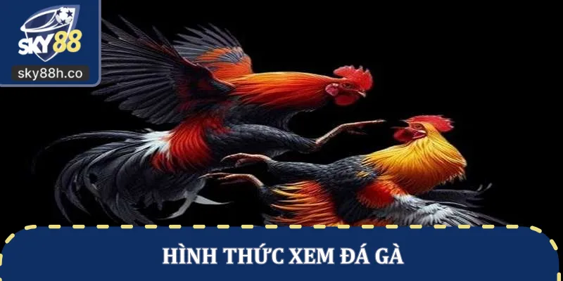 Hình thức xem đá gà